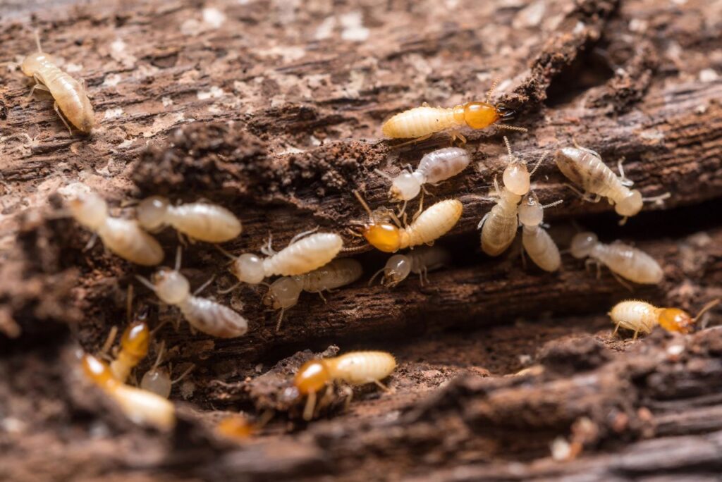 closeup shot of termites or white ants
