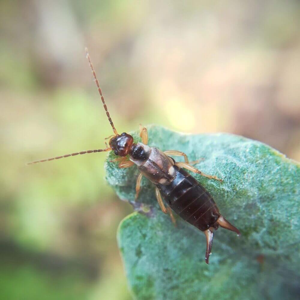 closeup shot of European earwig insect on a leaf