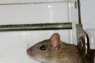 Black rat (Rattus rattus). Pajonales. Integral Natural Reserve of Inagua. Tejeda. Gran Canaria. Canary Islands. Spain. (Black rat (Rattus rattus). Pajonales. Integral Natural Reserve of Inagua. Tejeda. Gran Canaria. Canary Islands. Spain., ASCII, 119