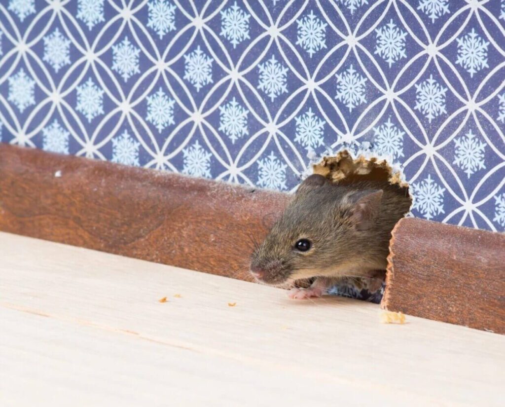 closeup shot of a mouse coming out