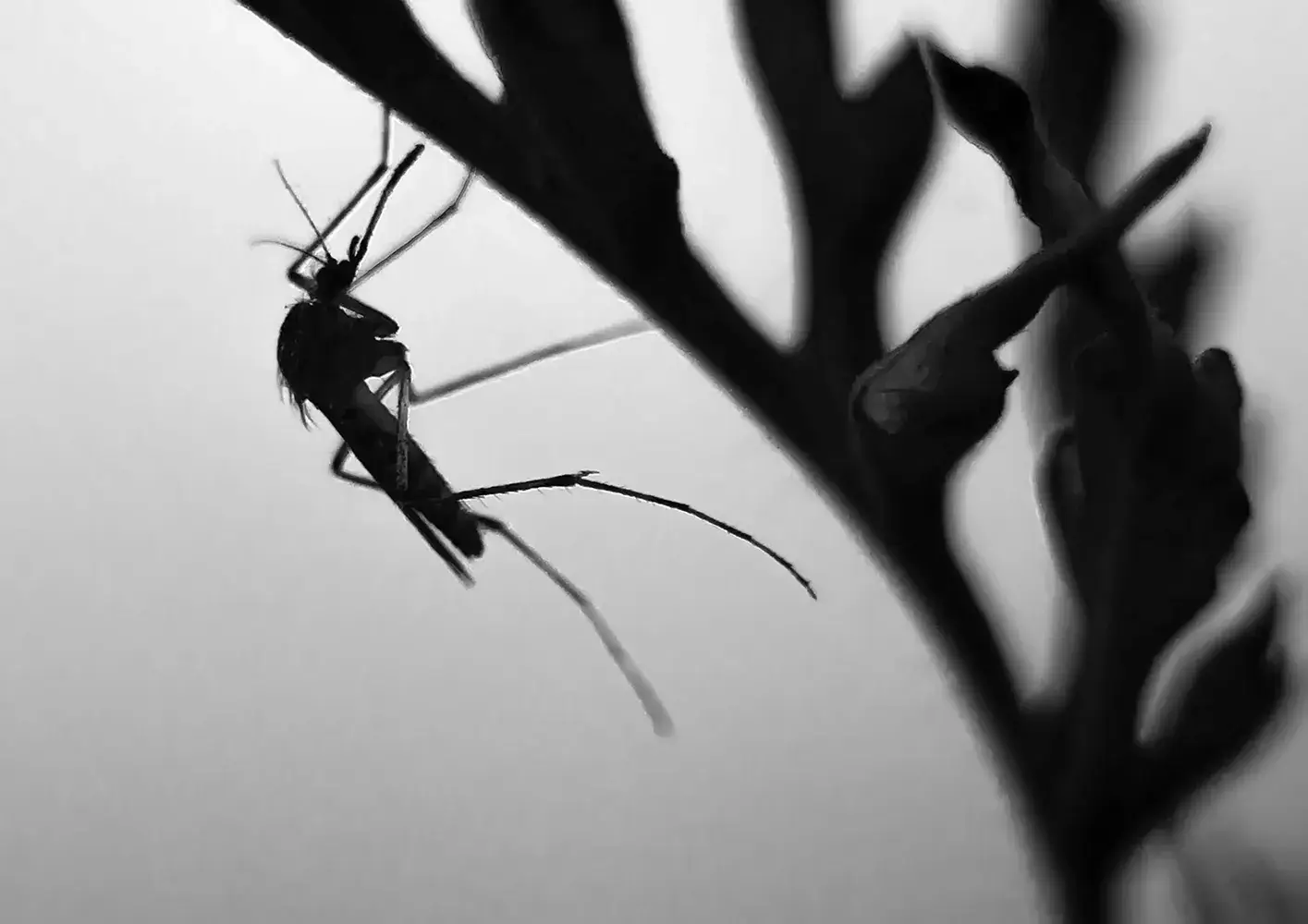 Mosquito Control for Ponds: A black and white photo of an insect on a tree branch.