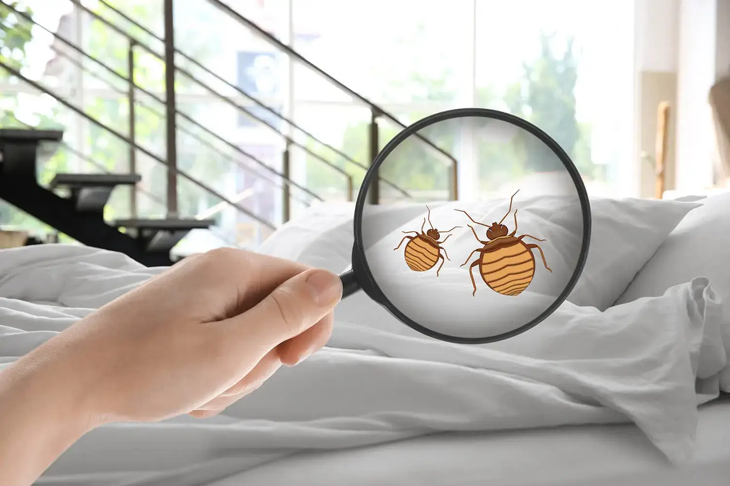 A person holding a magnifying glass over bed bugs.