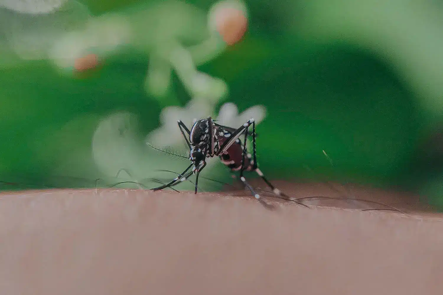 mosquito exterminator service: A close up of an insect on the arm