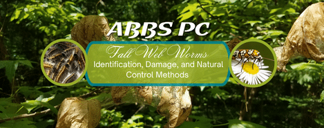 Fall webworm webs on tree branches in Oklahoma, showing signs of infestation and foliage damage.